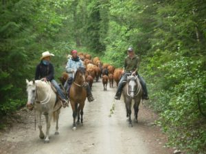 Cattle drive with Santana in the Raush Valley